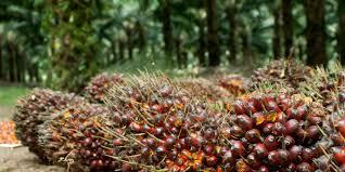 Harga TBS Sawit Mitra Swadaya Catat Kenaikan Tertinggi